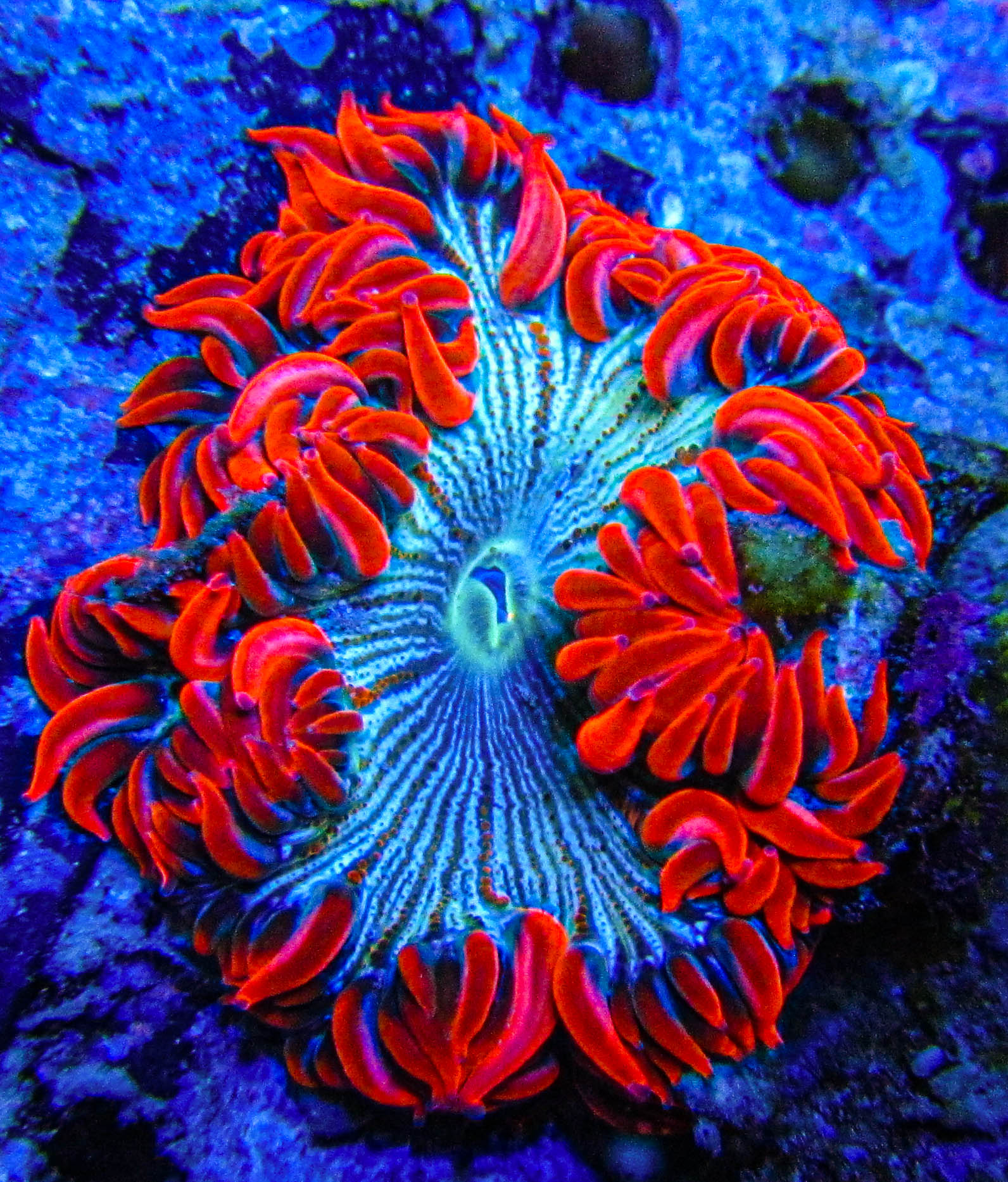 Ultra Rock Flower anemones 2734.JPG