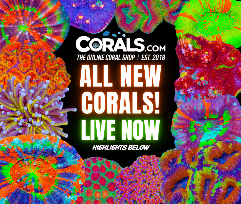 new corals 9.10(2).png