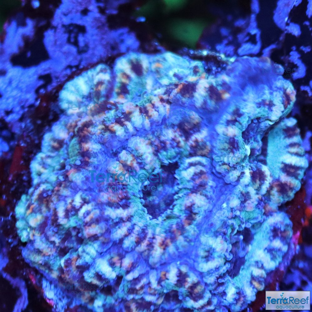 IMG_8954-Teal-Micromussa-Acan-Lord-I.jpg