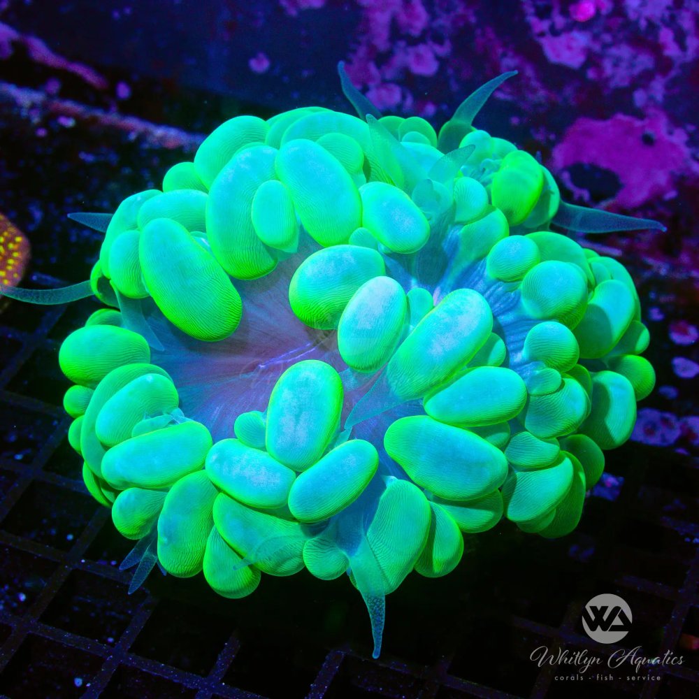 BubbleCoral-WYSIWYG.jpg BubbleCoral-WYSIWYG.jpg