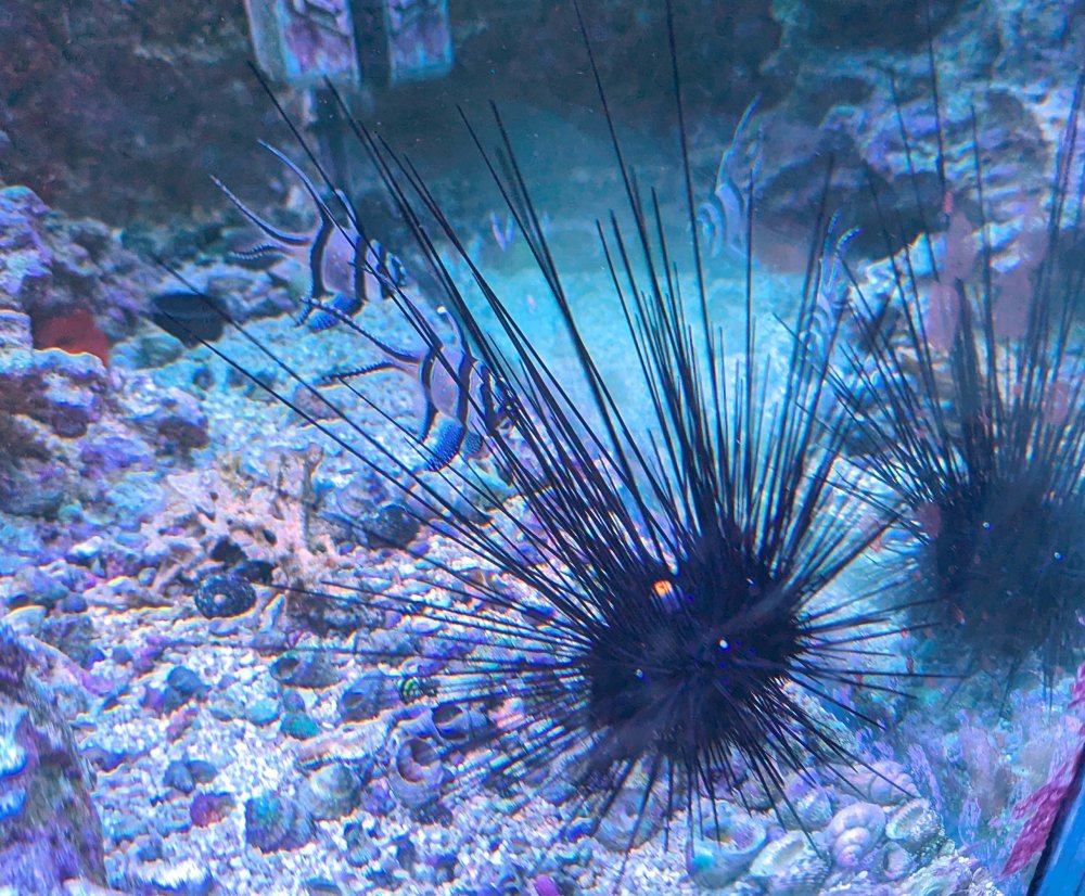 Urchin.jpg