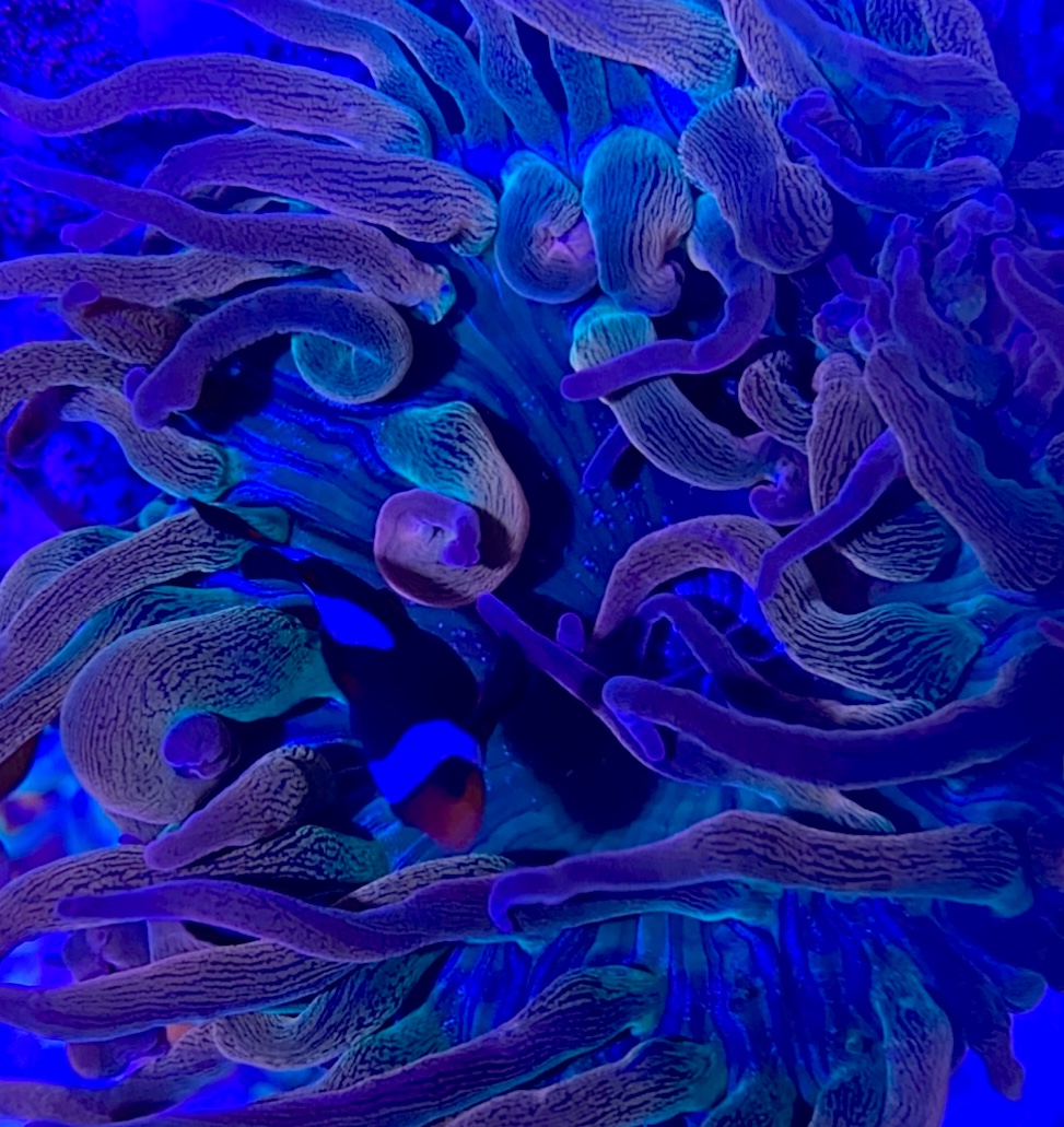 Rainbow nem.jpeg Rainbow nem.jpeg