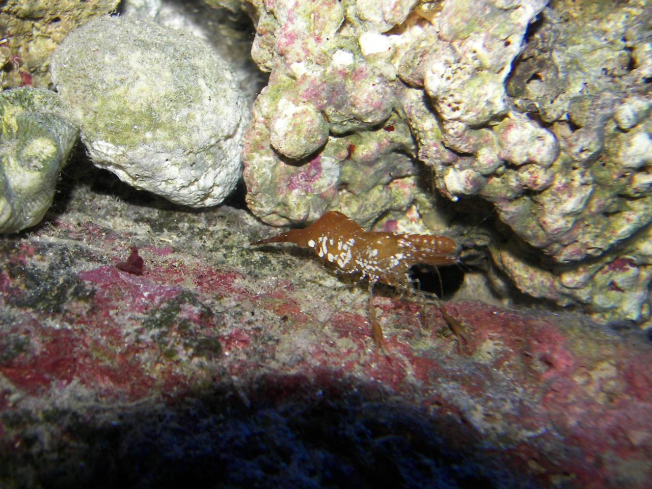 Sargassum shrimp