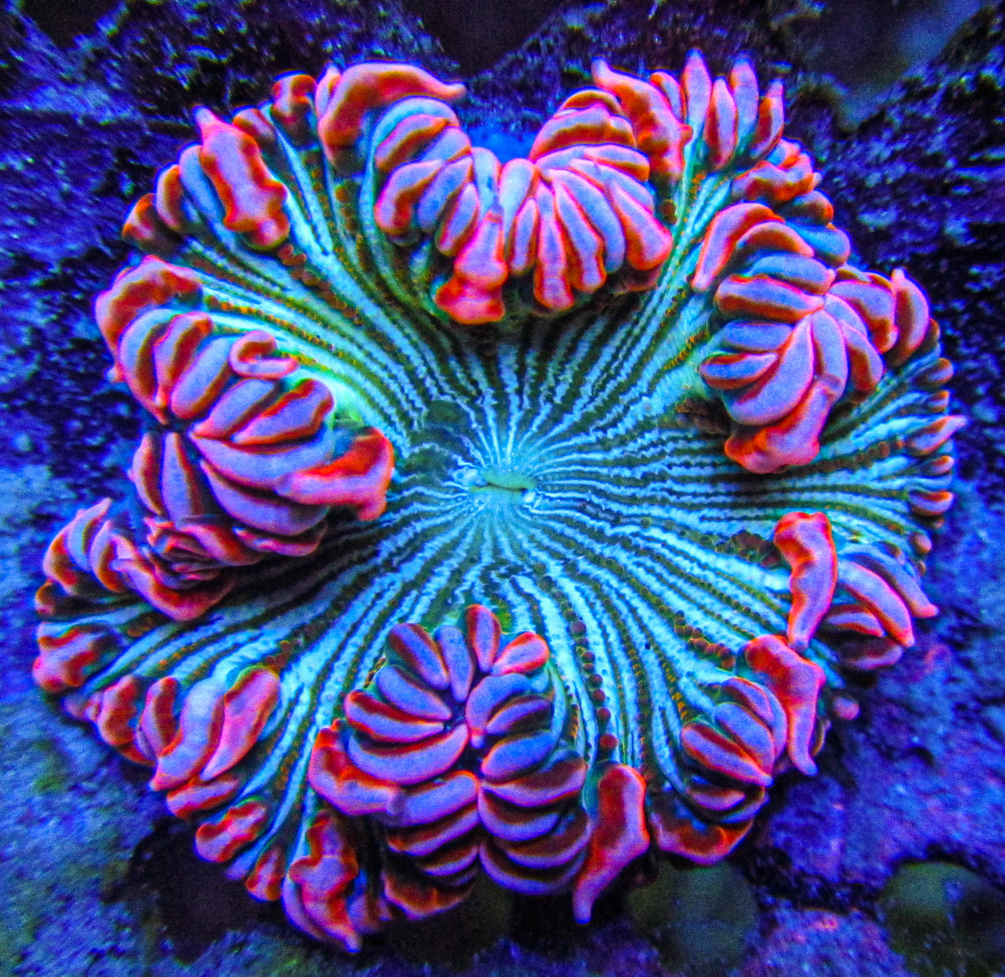 Ultra Rock Flower anemones _2737.JPG