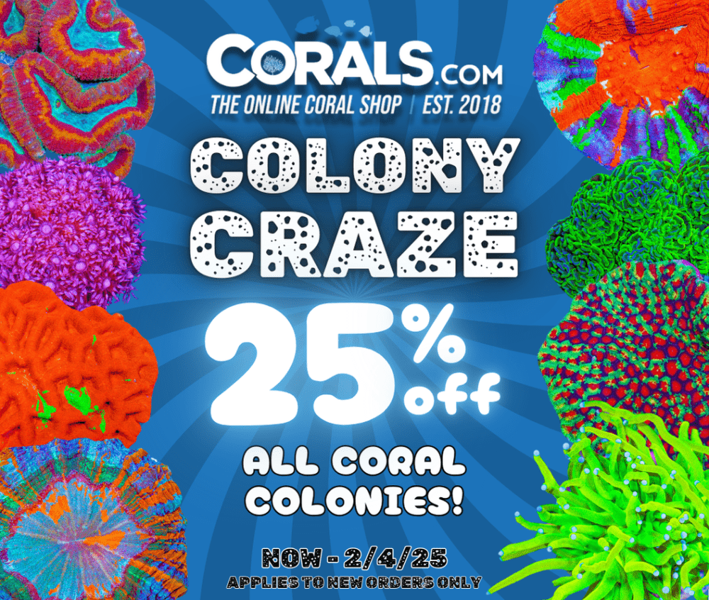 Coral Craze 1.31(1).png