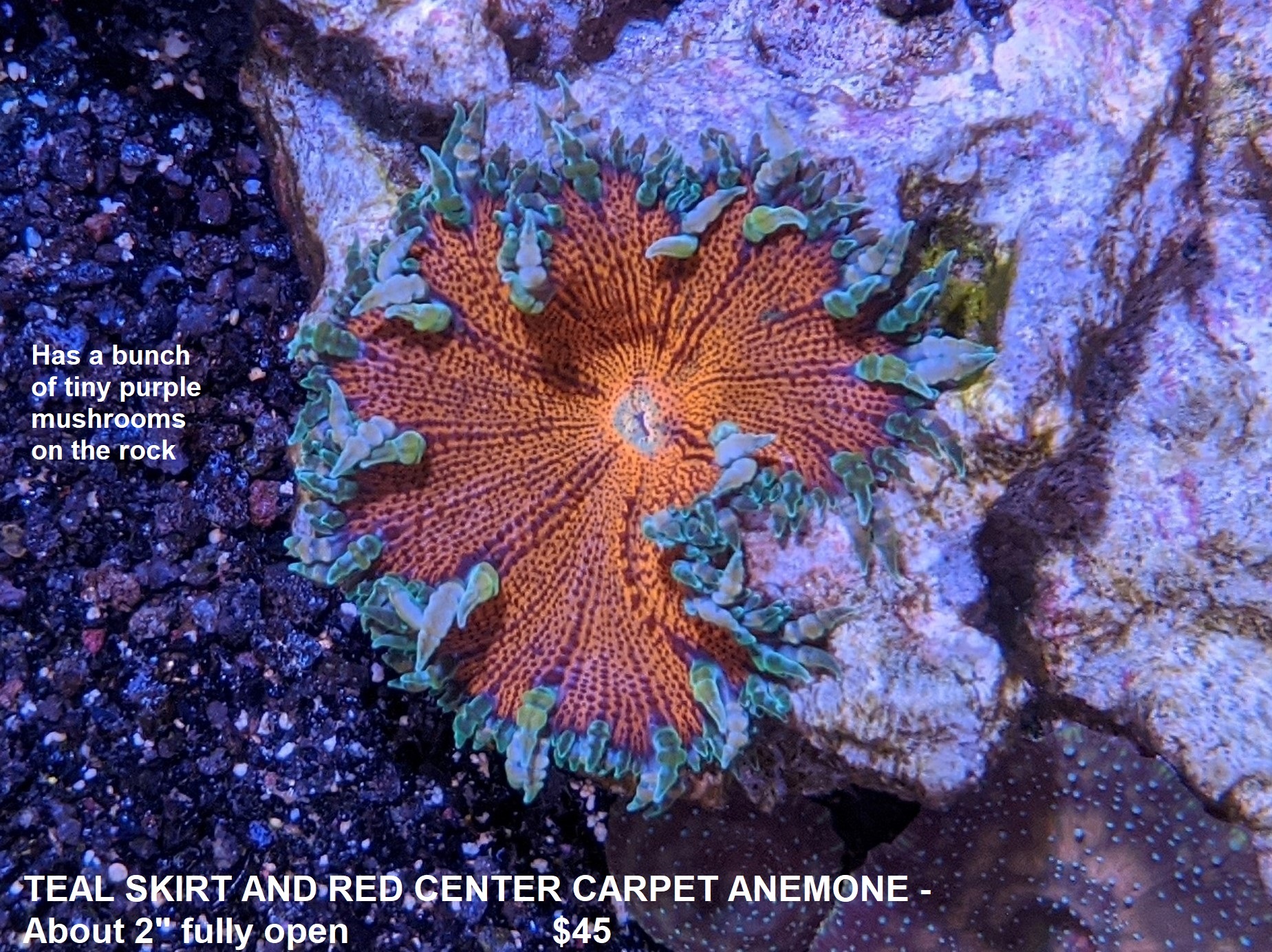 carpet anemone - red.jpg