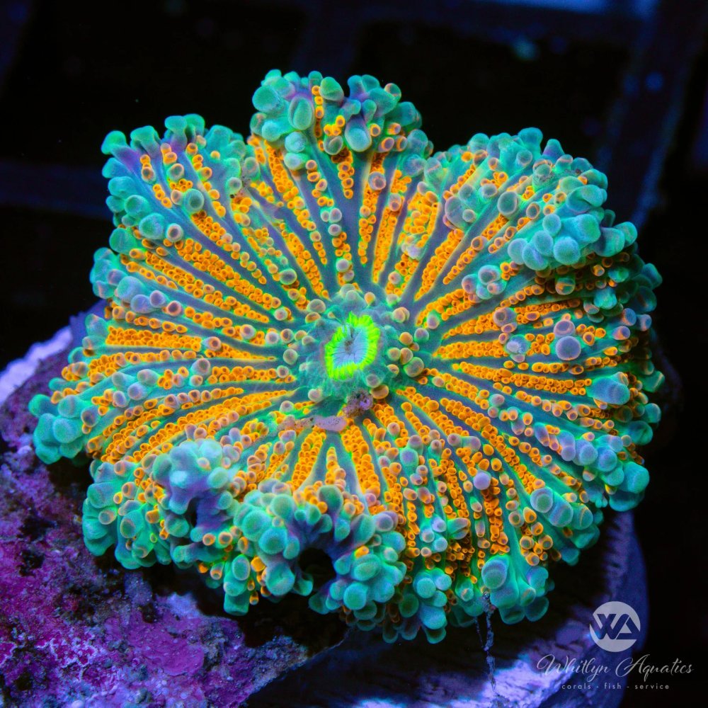 CoralAuction41.jpg