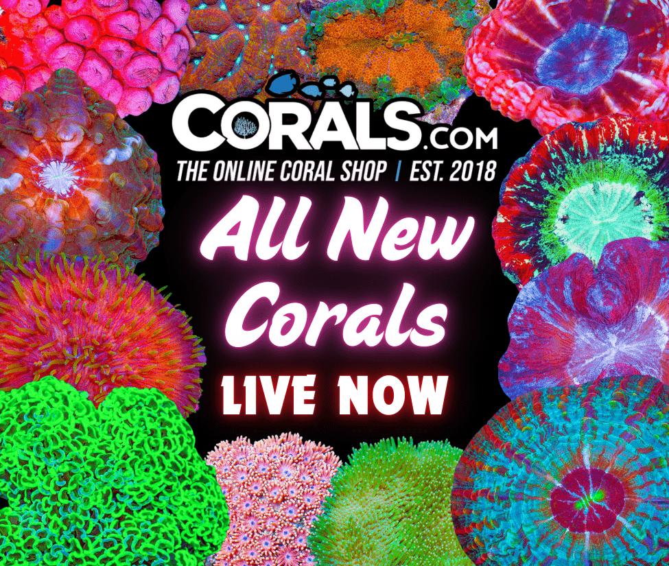 new corals 2.6.png