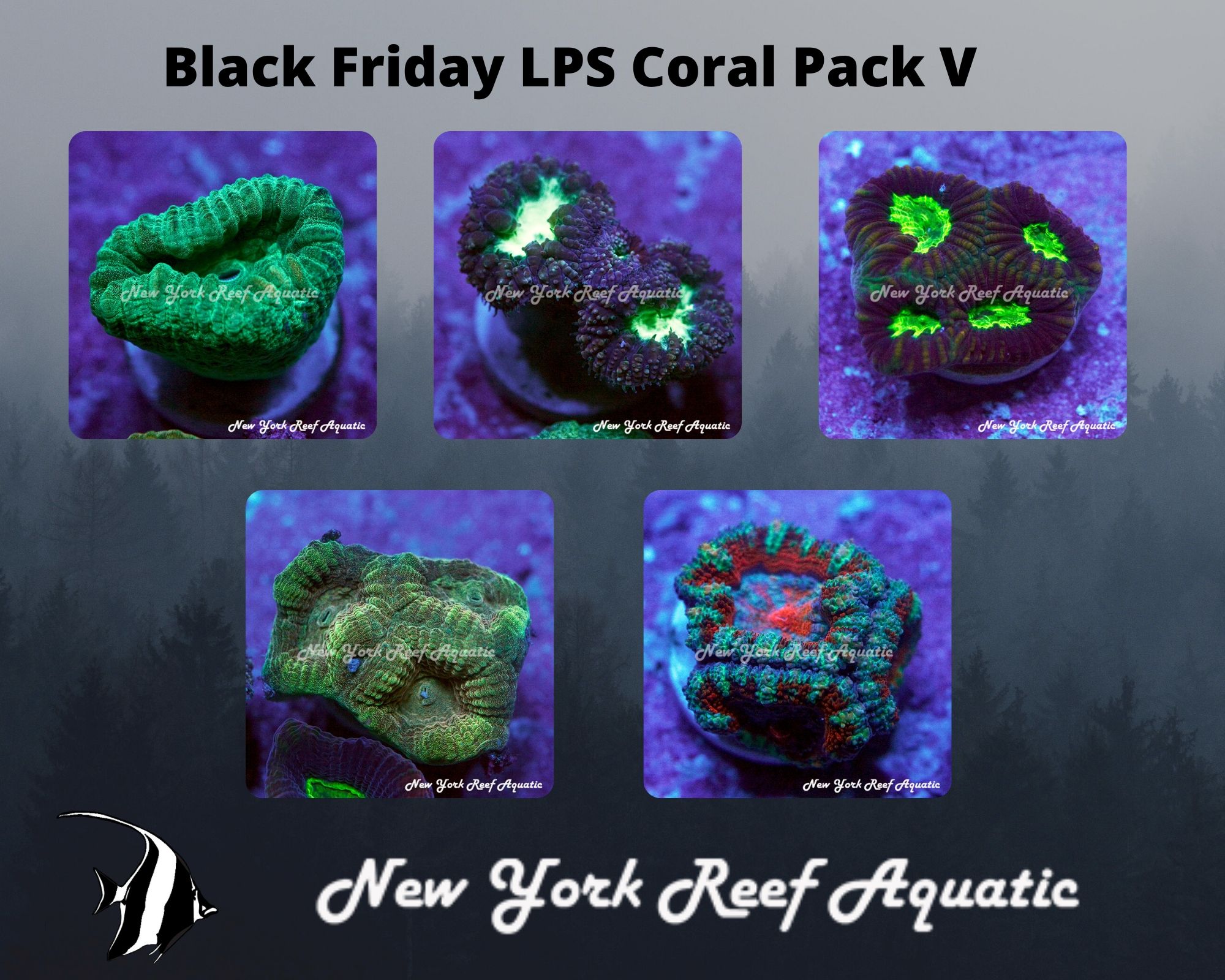LPS Coral Pack V.jpg