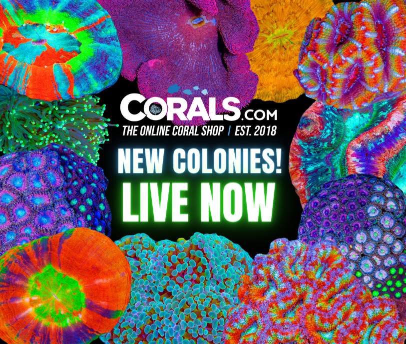 new corals 6.4(1).png