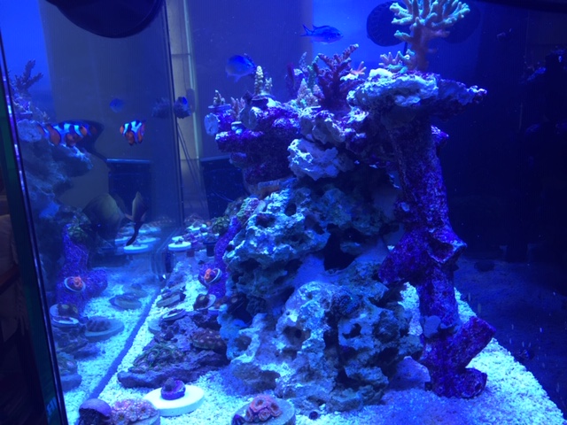 Tonga Branch Rock SHOW ME YOUR SCAPE  REEF2REEF Saltwater and Reef  Aquarium Forum