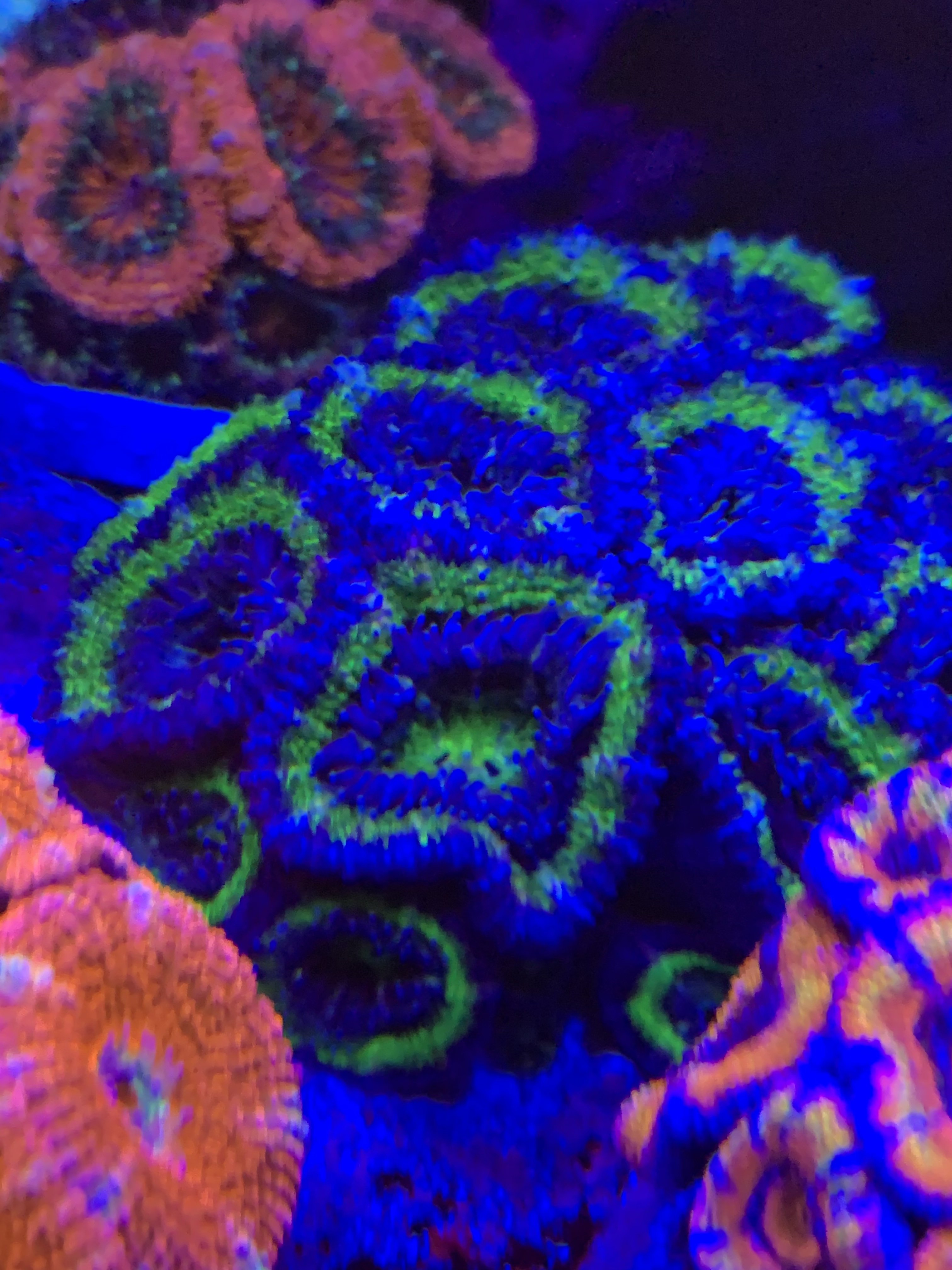 D083D849-27CA-411E-BB48-223449F65070.jpeg