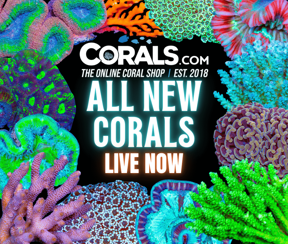 new corals 12.19.png