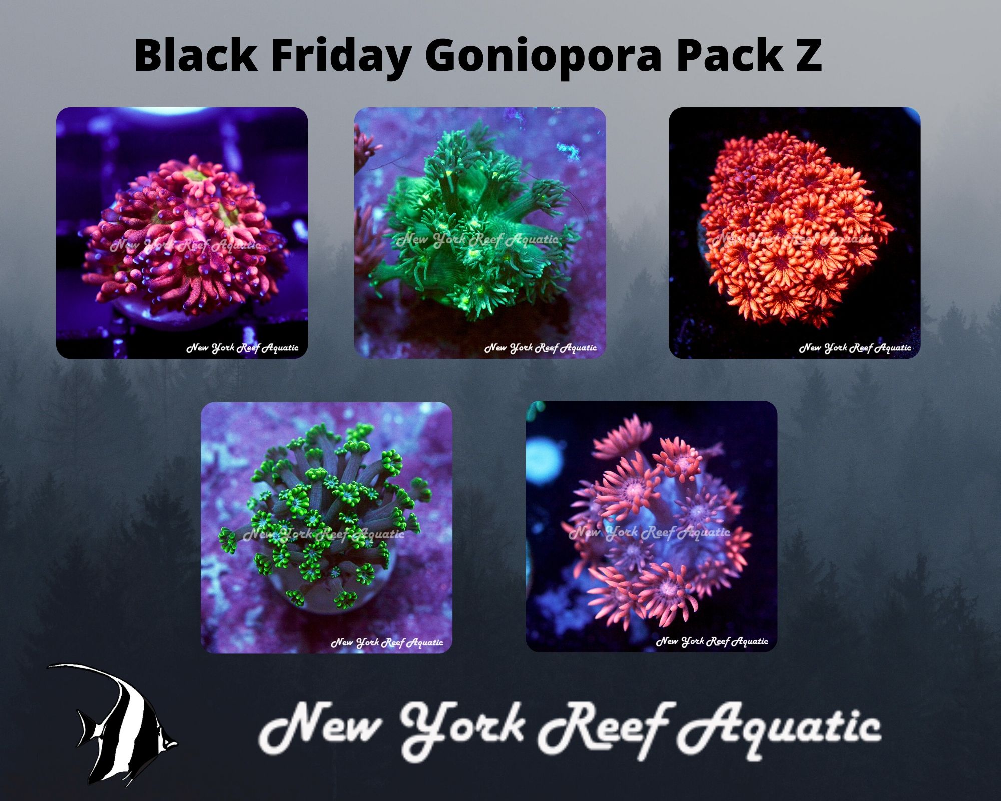 Goniopora Pack Z.jpg