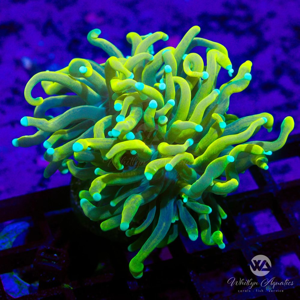 CoralAuction55_7708ceba-a7d1-497f-b34b-4e7ca62cb227.jpg