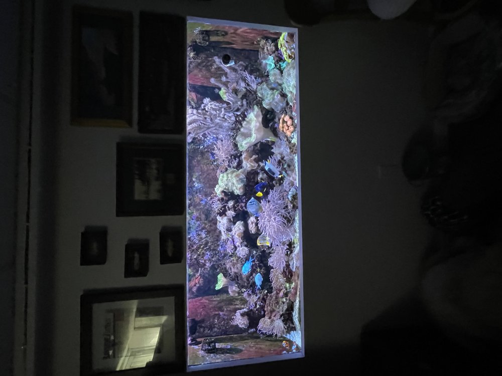 IMG_7984.jpeg