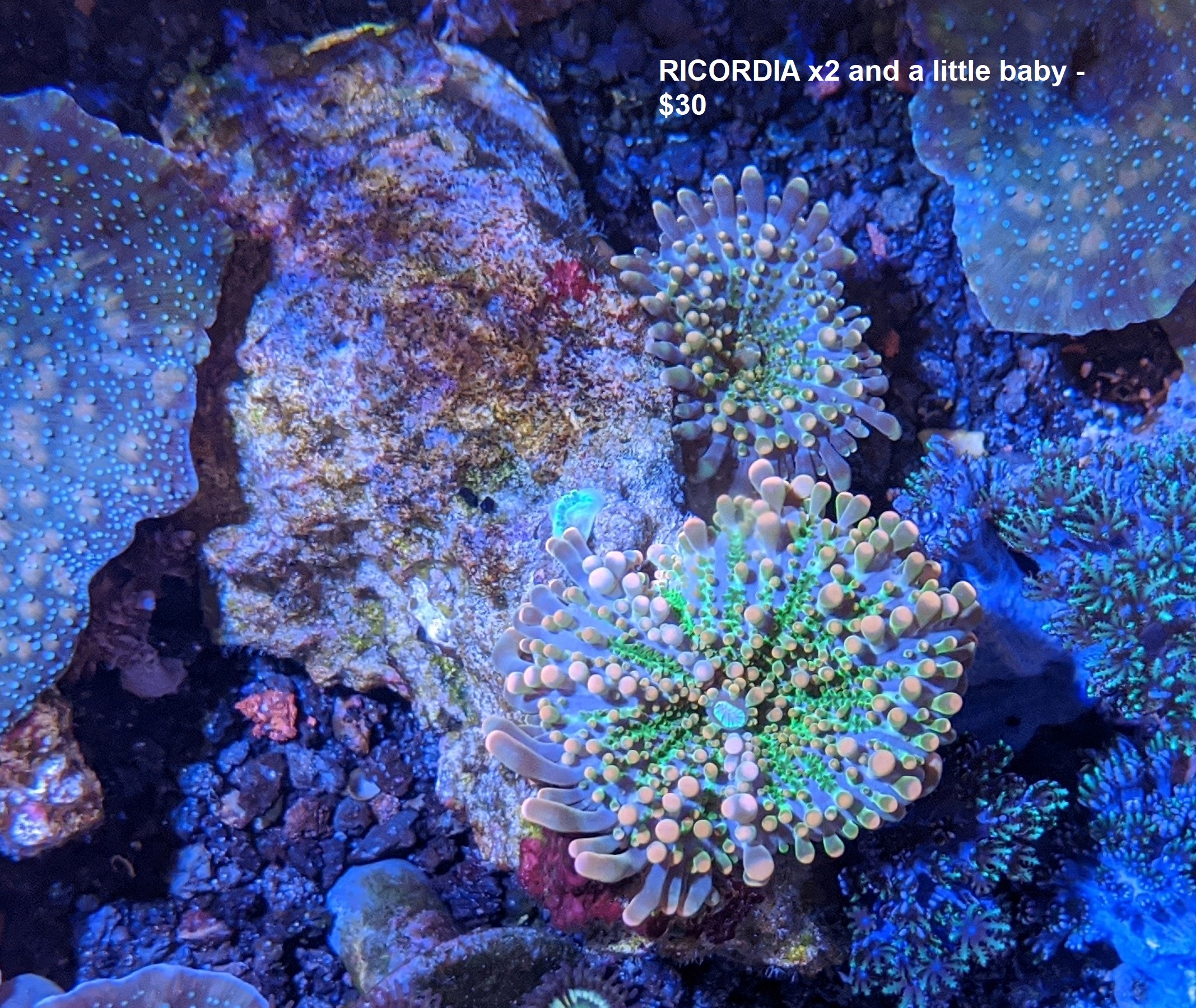 Yuma Coral.jpg