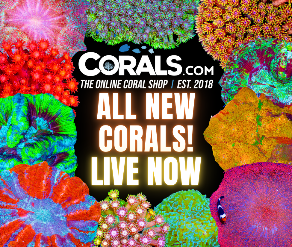 new corals 8.20.png