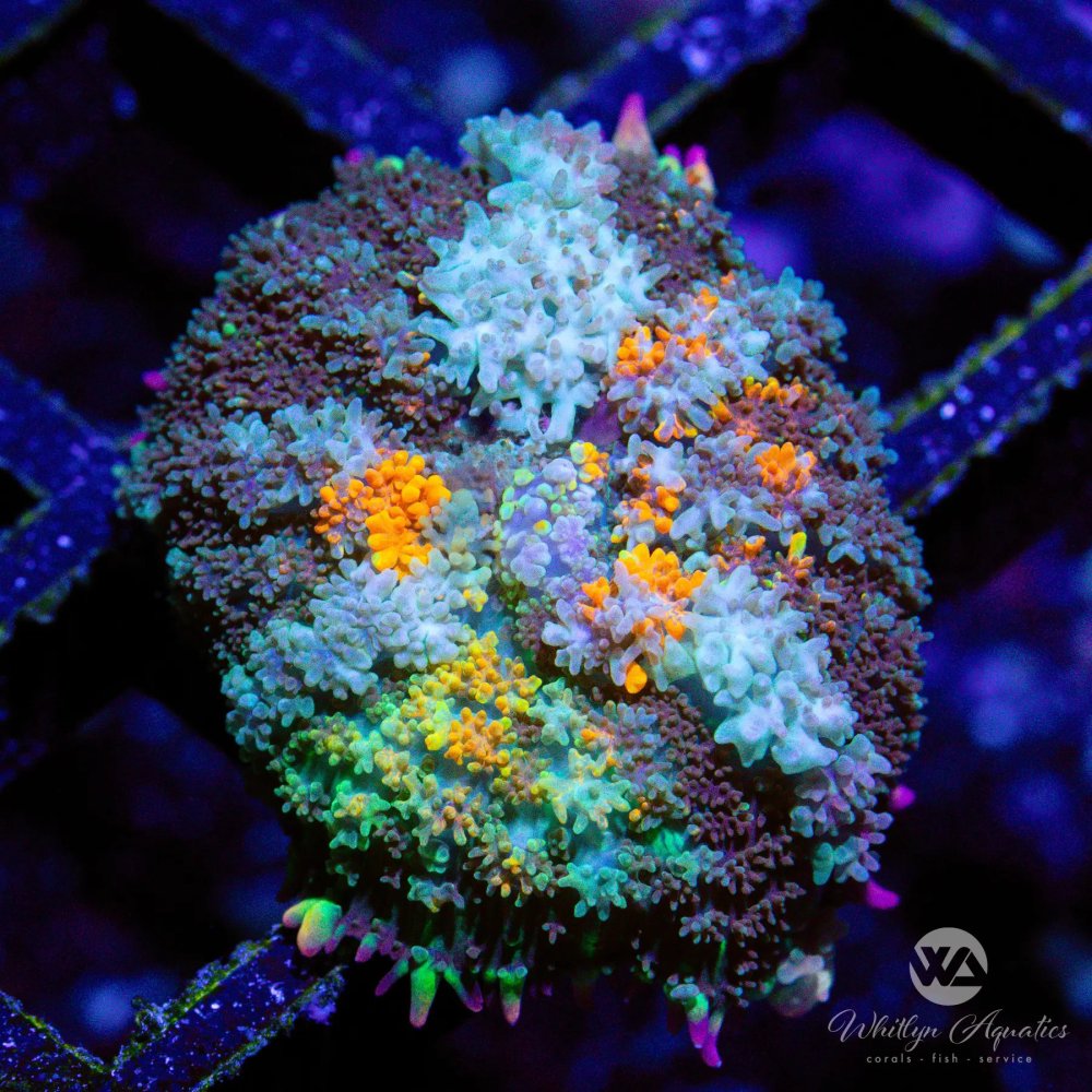 CoralAuction17_1049f51c-3ec6-4211-883a-89af3c9e8f55.jpg CoralAuction17_1049f51c-3ec6-4211-883a-89af3c9e8f55.jpg