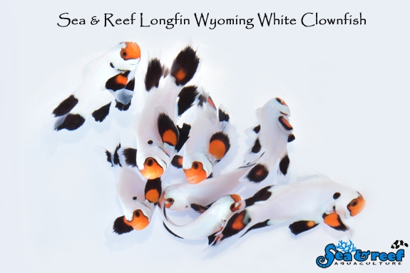 SR_Longfin_Wyoming_White_Clownfish_Group-1.jpg