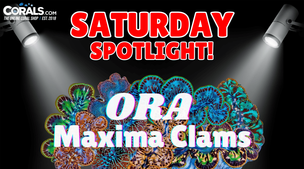 ORA spotlight(4).png