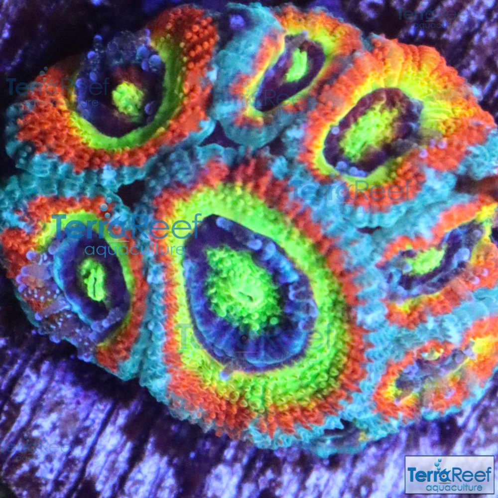 IMG_9861.JPG-Holy-Grail-Micromussa-Micro-coral.jpg
