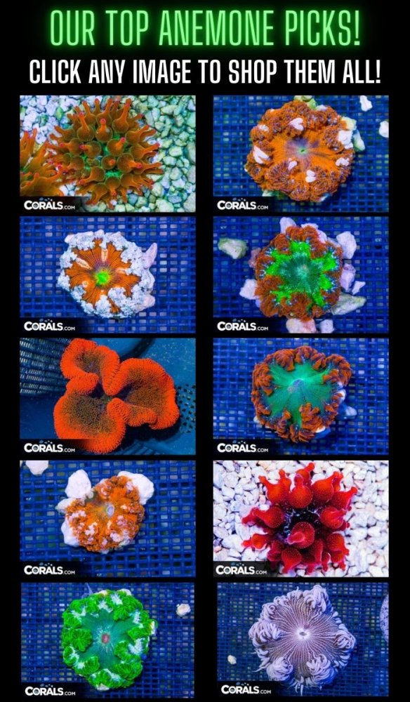 Copy of top anemones.jpg