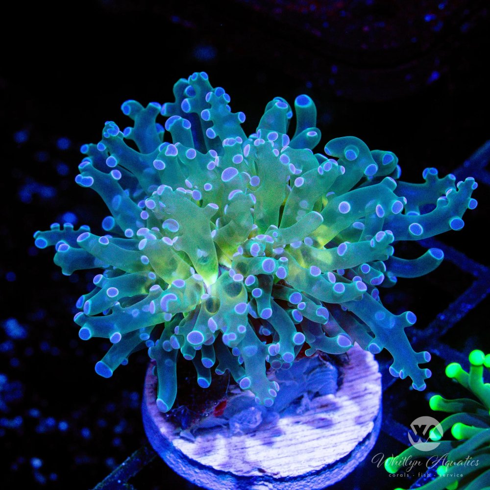 CoralAuction45_3b59e0aa-8b39-4ed5-993c-69aa2aa49d44.jpg