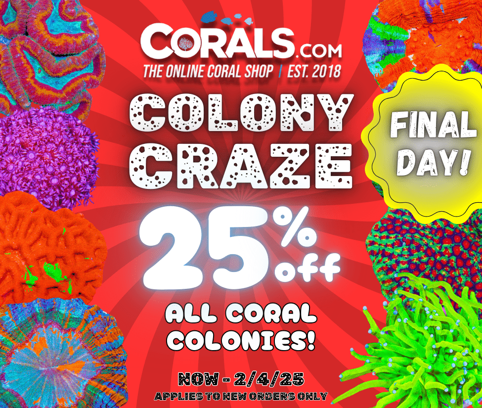 Coral Craze 2(1).png