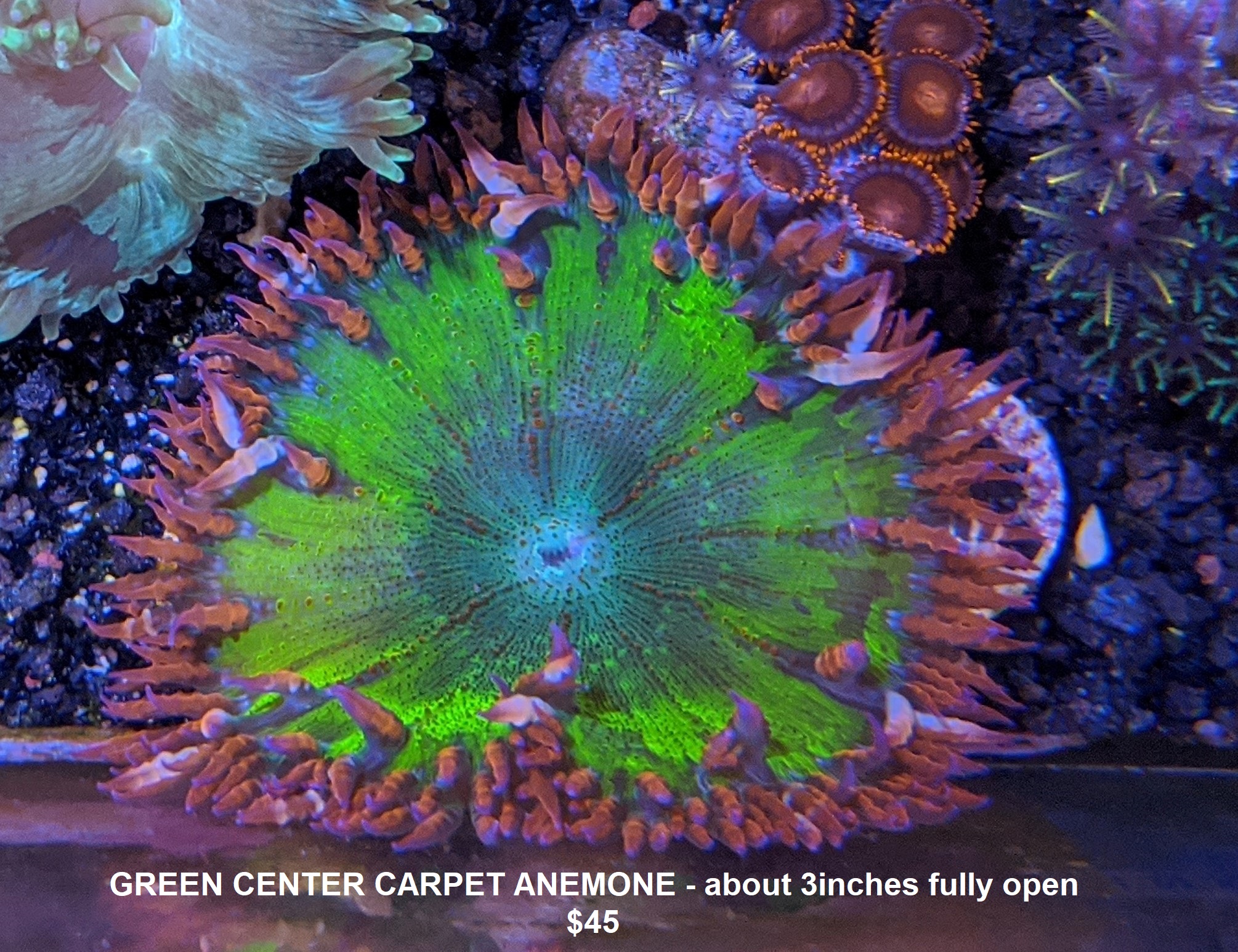 carpet anemone - green.jpg