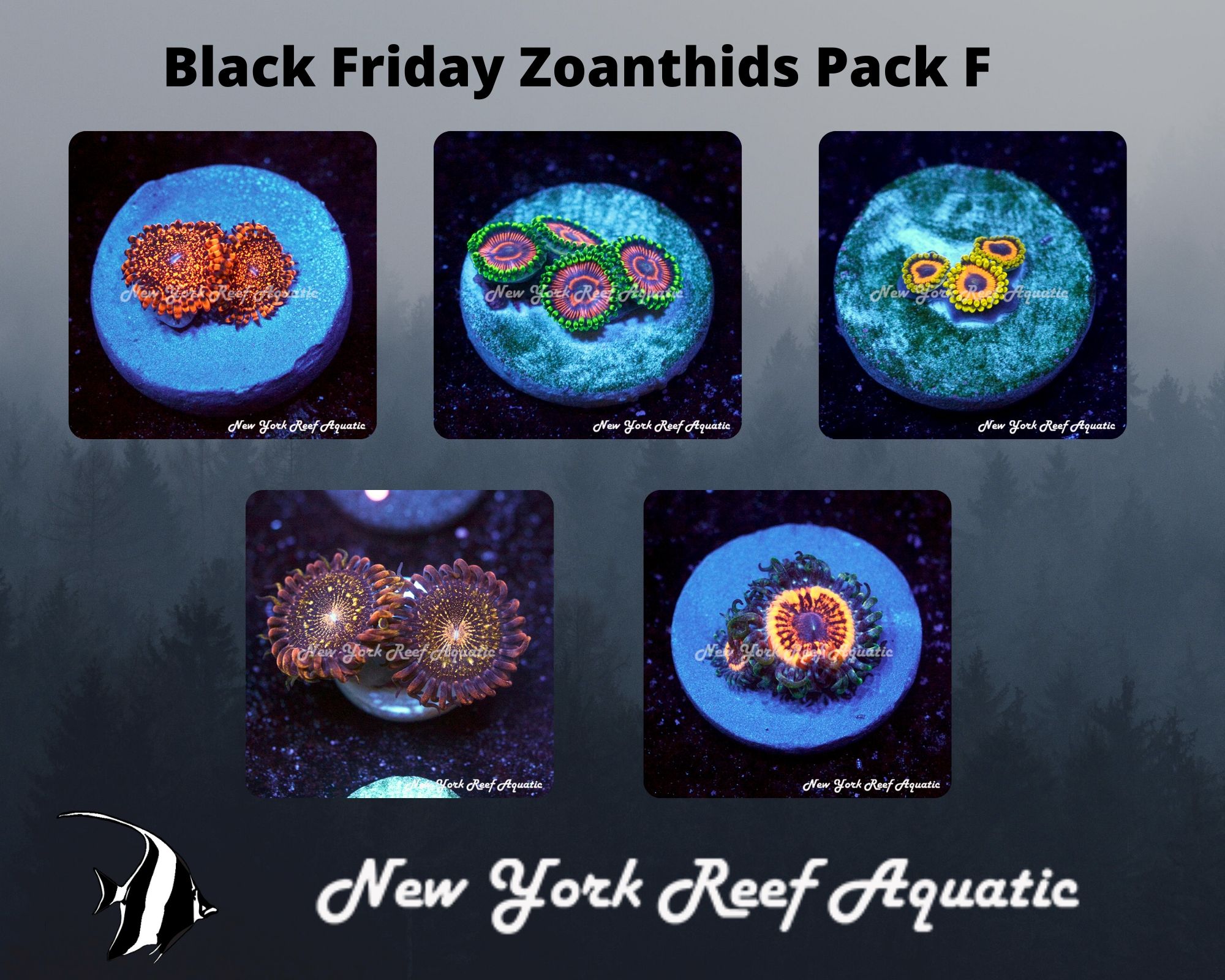 Zoanthids Pack F.jpg
