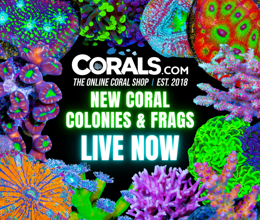 new corals 6.25(1).png