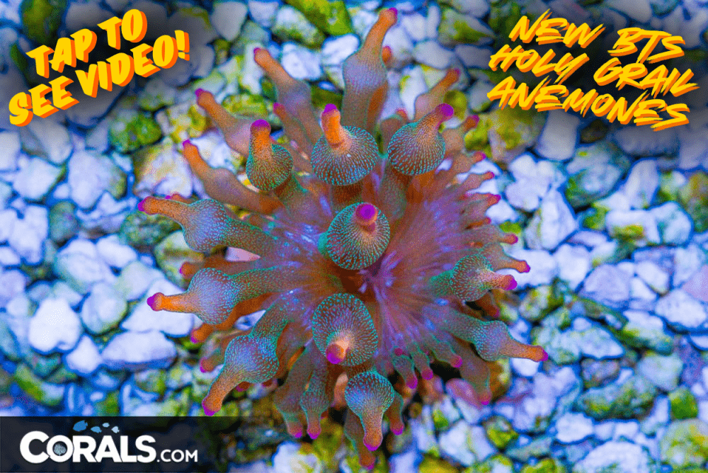 NEW BTS HOLY GRAIL ANEMONES(2).png