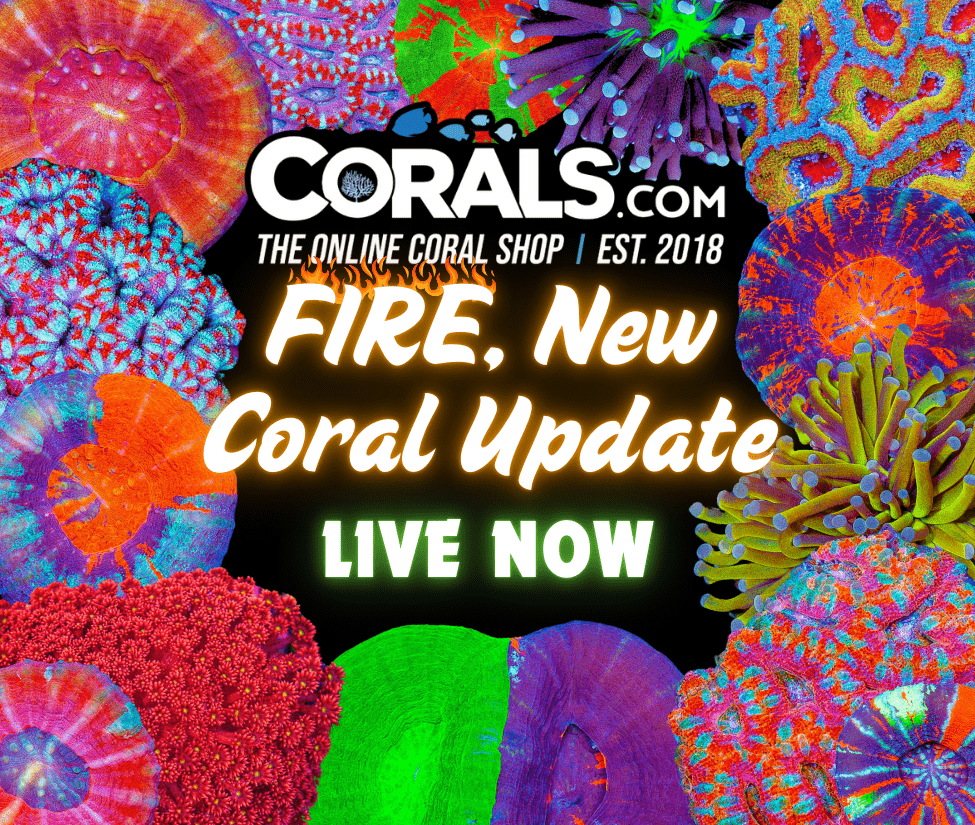 New Corals 2.27.png