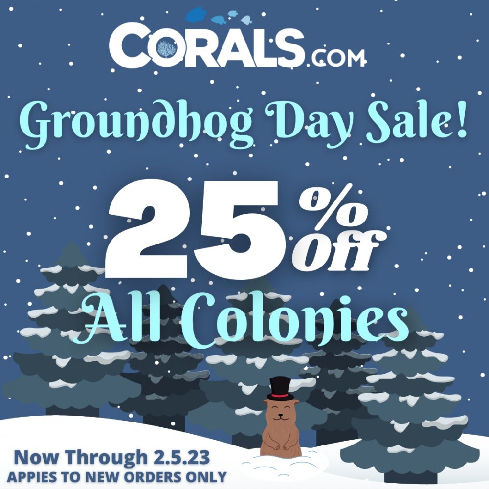 Groundhog Day Sale 23.jpg