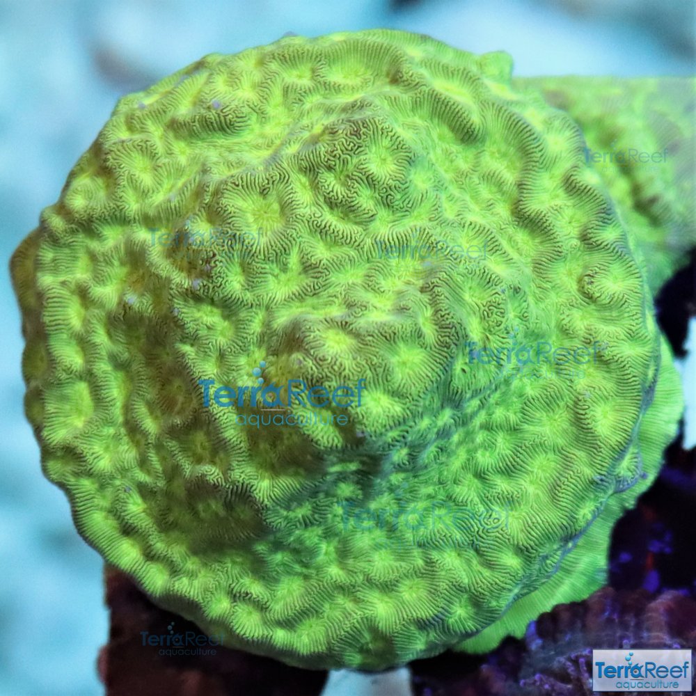 IMG_9334-Leptoseris-coral-green.jpg