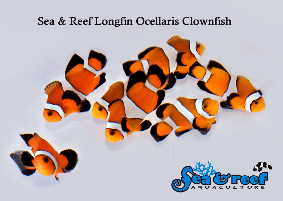 SR_Longfin_Ocellaris_group.png SR_Longfin_Ocellaris_group.png