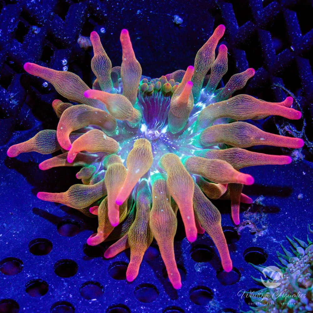CoralAuction44_d1216e0a-9a16-4b83-b480-a8983123d8b5.jpg CoralAuction44_d1216e0a-9a16-4b83-b480-a8983123d8b5.jpg