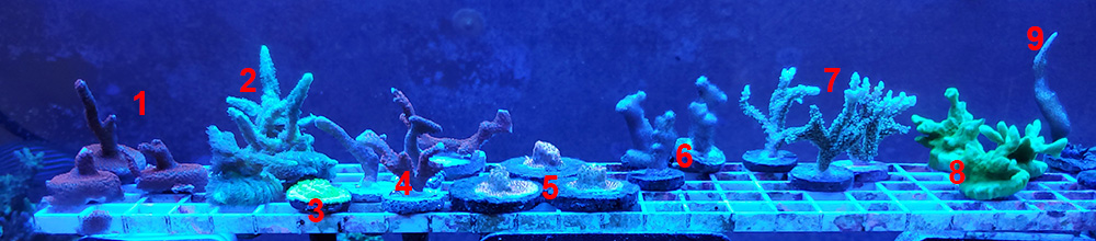 sps corals for sale_1sm.jpg