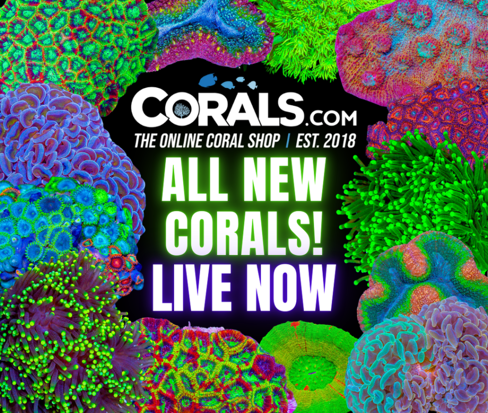 new corals 8.6.png