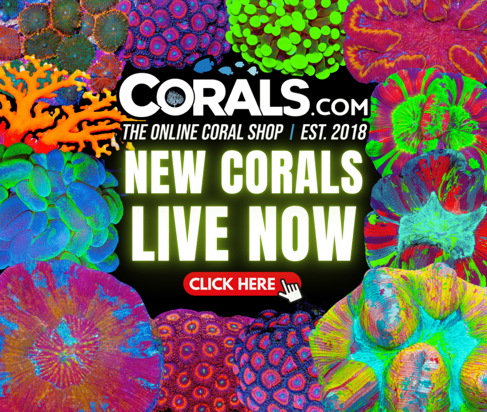 new coral(7).png
