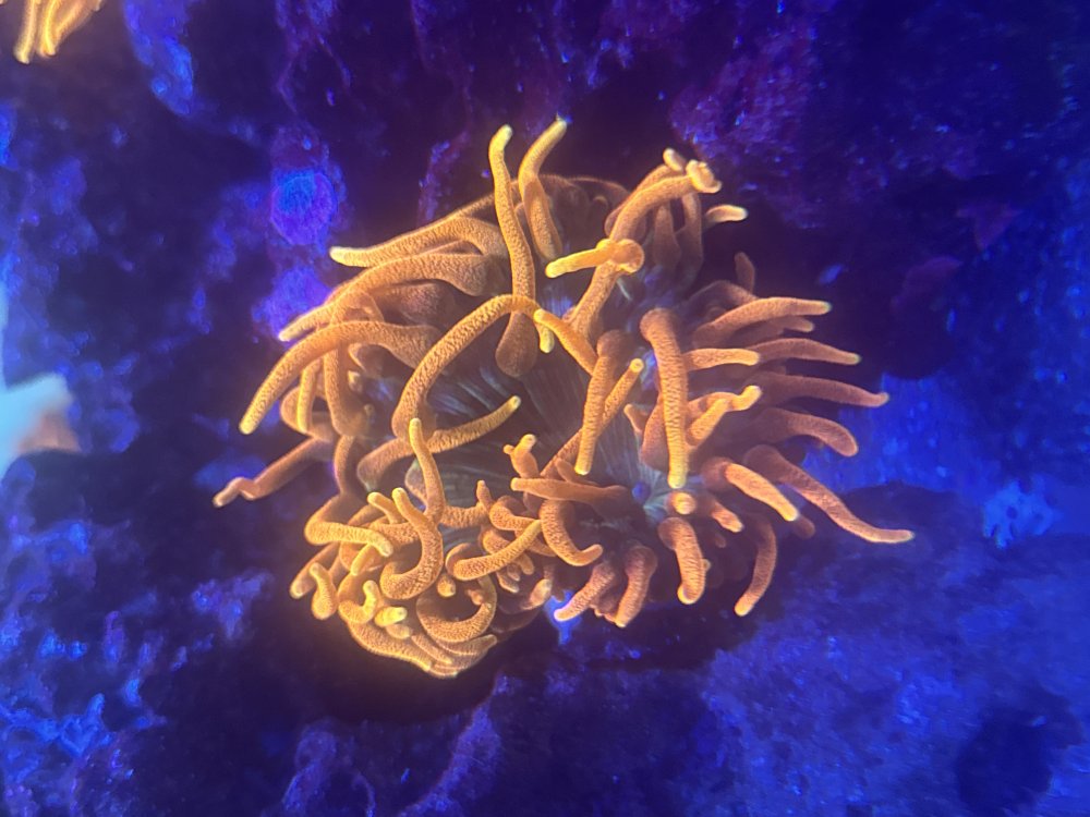 IMG_7020.jpeg