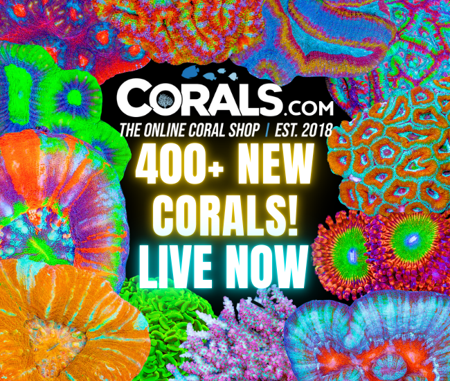 new corals 7.10(2).png