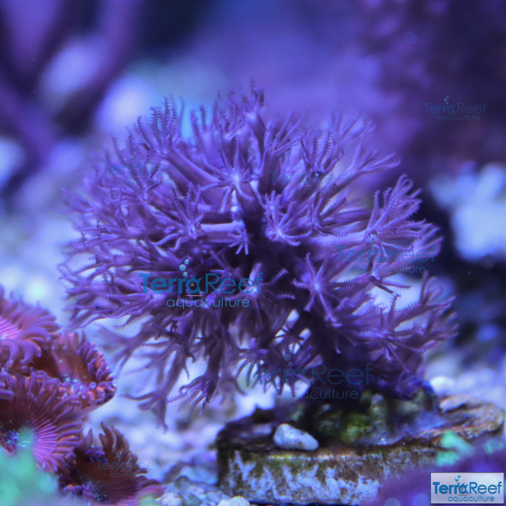 IMG_2331-Morgonian-Gorgonian.jpg