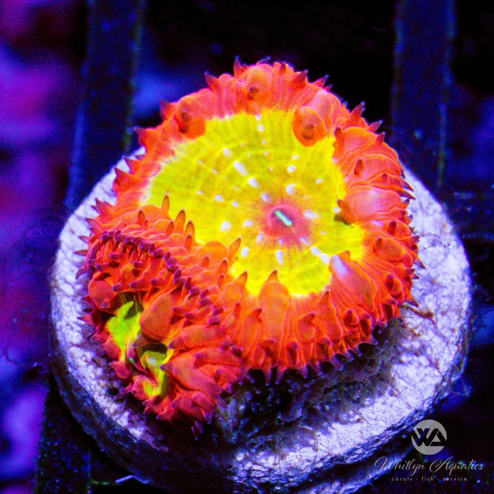 CoralAuction43_fbfa6fb2-2b41-4e0c-aff6-17e6c7df455a.jpg CoralAuction43_fbfa6fb2-2b41-4e0c-aff6-17e6c7df455a.jpg