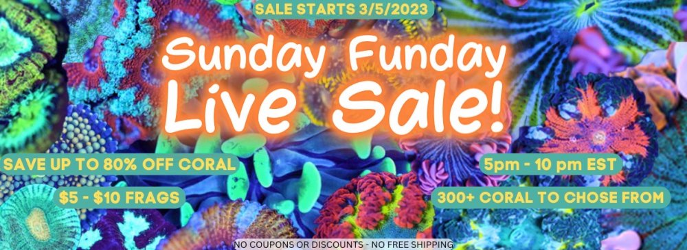 Sunday Funday Live Sale! (1234 × 450 px).jpeg