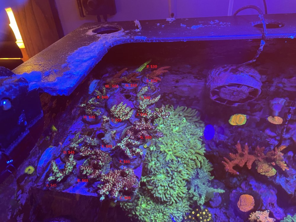 Frags.jpg Frags.jpg