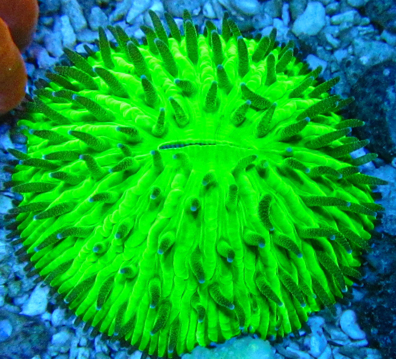 Aquacultured Neon Plate.jpg