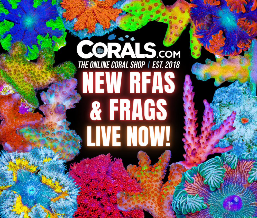 new corals 6.25 (650 x 550 px).png