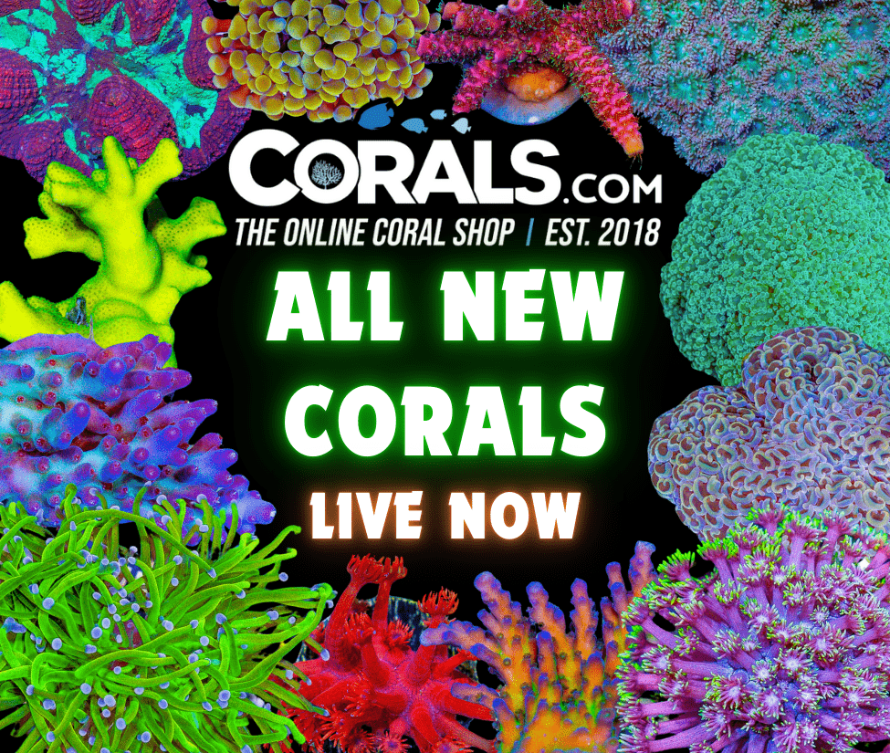 new corals 1.29.png